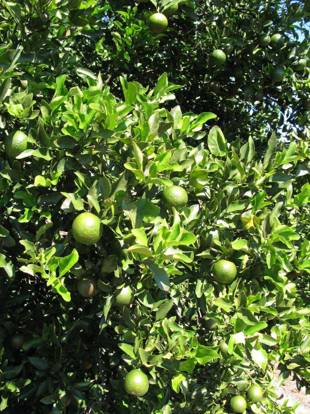              Sun leaves (Winter Haven, FL)       